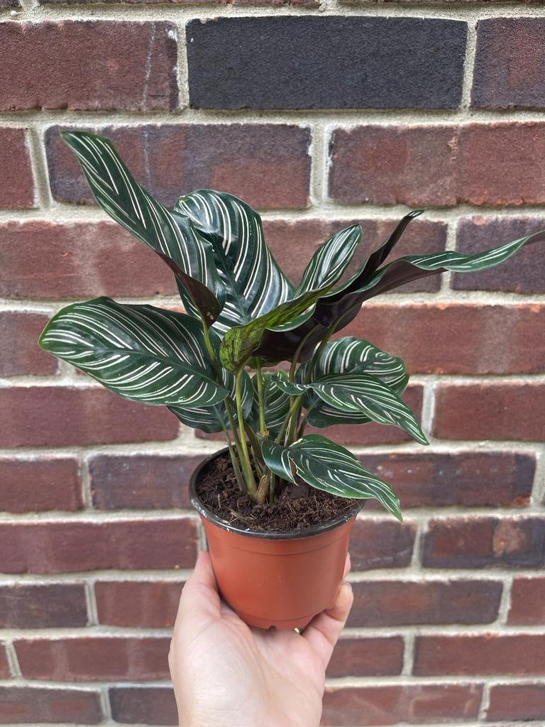 Calathea Ornata 4" Nursery pot | Pinstripe Calathea | Pinstripe Prayer Plant | Calathea Ornata Sanderiana | SAME PLANT as the images