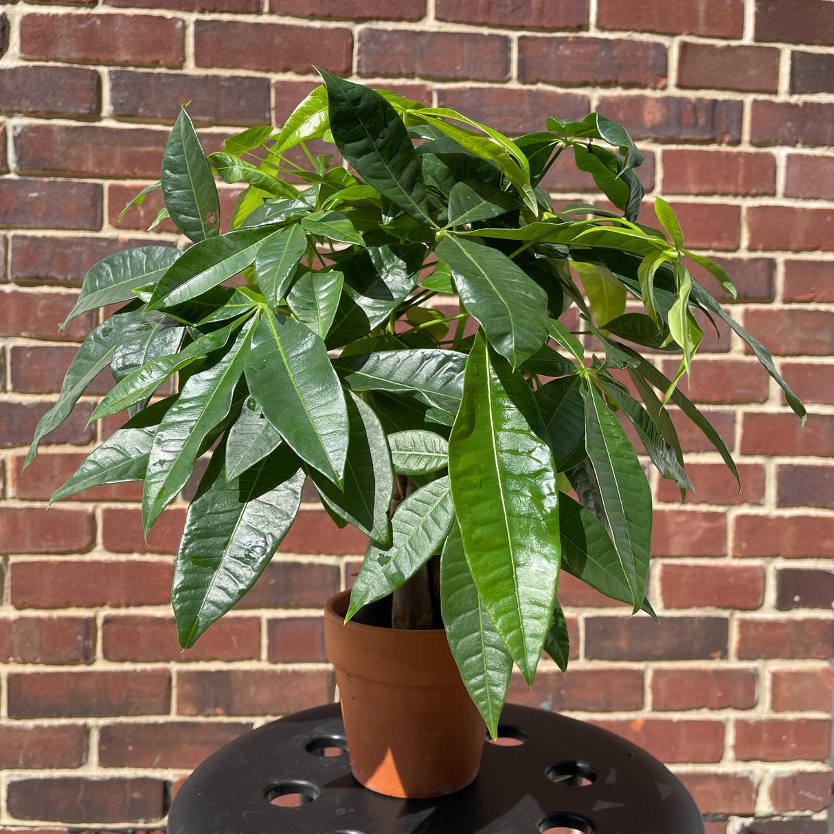 Lucky Money Tree - Lucky Houseplant - Easy Care Tall Indoor Live Plant- Gift Indoor Plant - Pet Friendly Air Purifier Plant