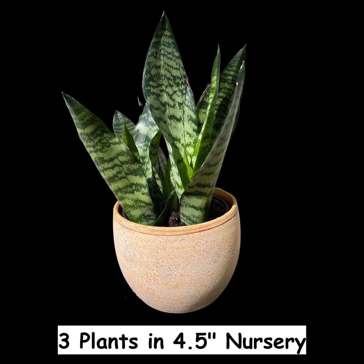 Snake Plant | Mother-In-Law's-Tongue Plant | Sansevieria Zeylanica Live plant | Sansevieria Laurentii | Plants for Pets | Air Purifier Plant