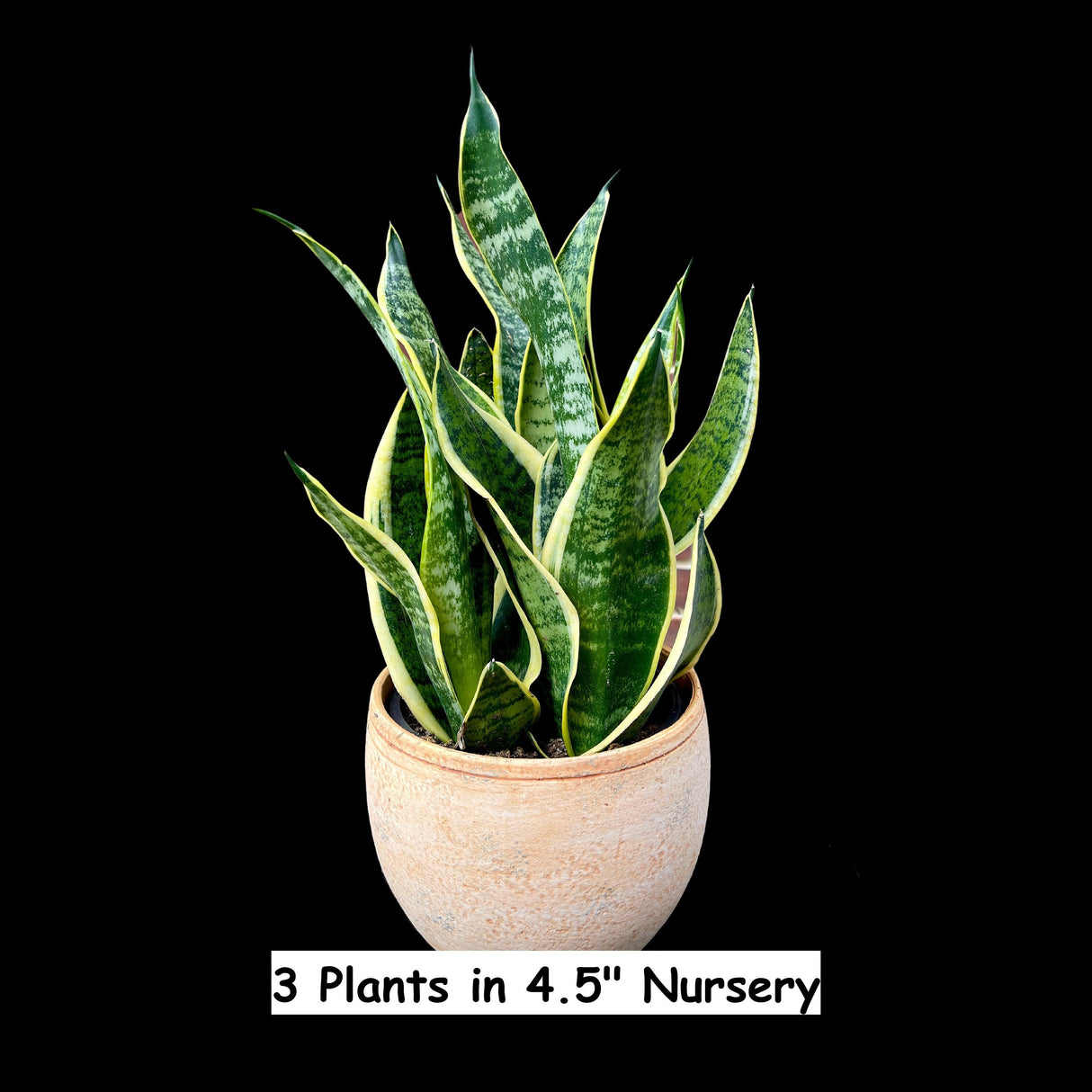 Snake Plant | Mother-In-Law's-Tongue Plant | Sansevieria Zeylanica Live plant | Sansevieria Laurentii | Plants for Pets | Air Purifier Plant