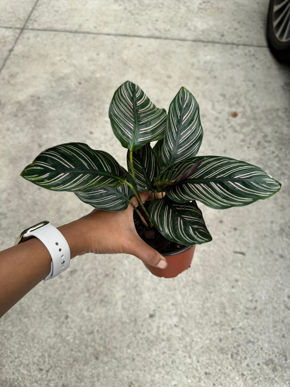 Calathea Ornata 4" Nursery pot | Pinstripe Calathea | Pinstripe Prayer Plant | Calathea Ornata Sanderiana | SAME PLANT as the images