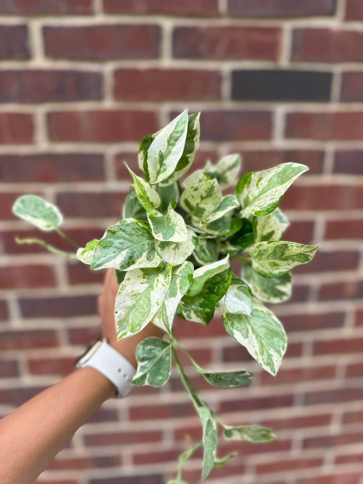 Rare N'Joy Pothos in a 4" Pot- White Variegated Indoor Vines - Low Light Houseplant - Best Office Plant - Similar PLANT as the pictures