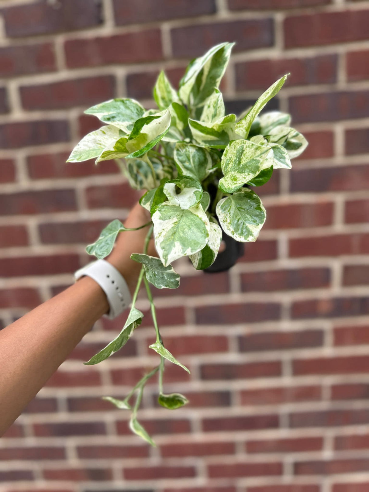 Rare N'Joy Pothos in a 4" Pot- White Variegated Indoor Vines - Low Light Houseplant - Best Office Plant - Similar PLANT as the pictures