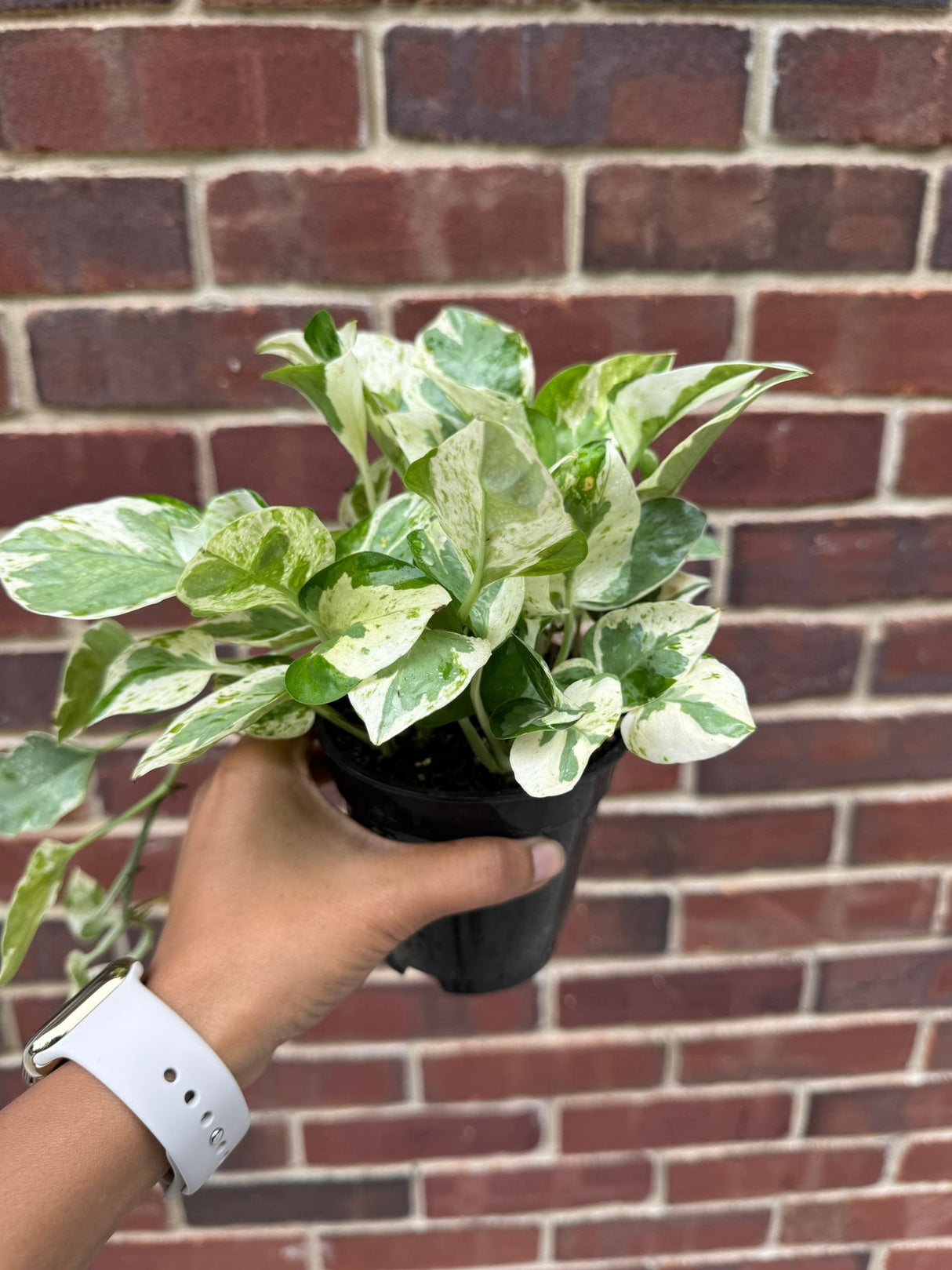 Rare N'Joy Pothos in a 4" Pot- White Variegated Indoor Vines - Low Light Houseplant - Best Office Plant - Similar PLANT as the pictures