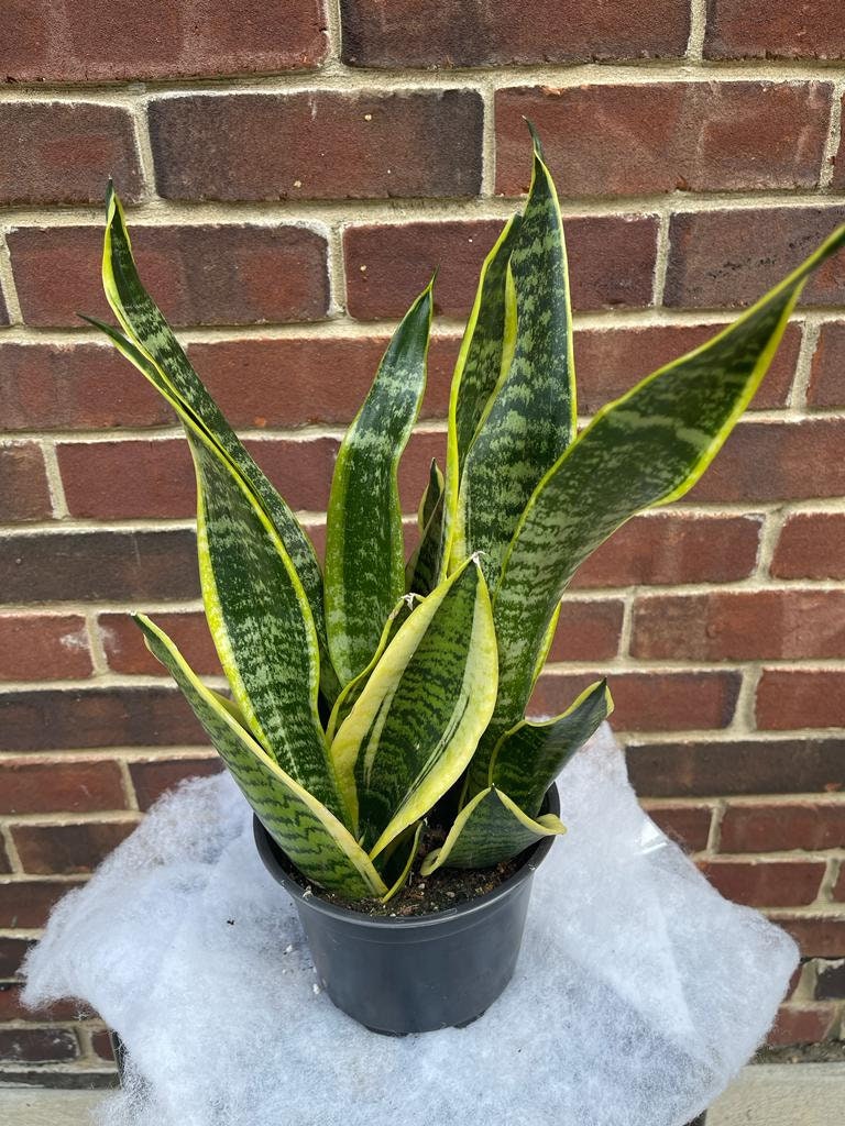 Snake Plant | Mother-In-Law's-Tongue Plant 6" Pot| Sansevieria Zeylanica | Sansevieria Laurentii | Indoor Plants- SAME PLANT as pictures