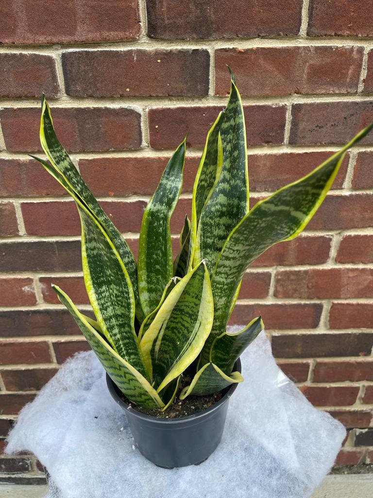 Snake Plant | Mother-In-Law's-Tongue Plant 6" Pot| Sansevieria Zeylanica | Sansevieria Laurentii | Indoor Plants- SAME PLANT as pictures