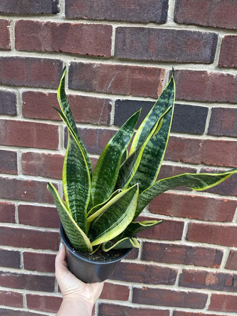 Snake Plant | Mother-In-Law's-Tongue Plant 6" Pot| Sansevieria Zeylanica | Sansevieria Laurentii | Indoor Plants- SAME PLANT as pictures