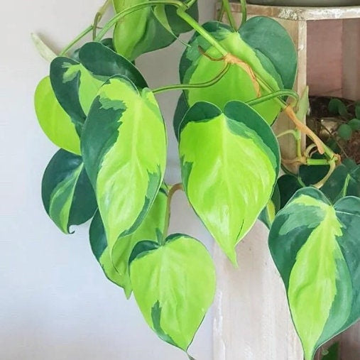 Rare Brasil philodendron Cuttings & Nursery Pots - Easy Care Houseplant Brasil Extremely Rare Low Light indoor vining plant office plant