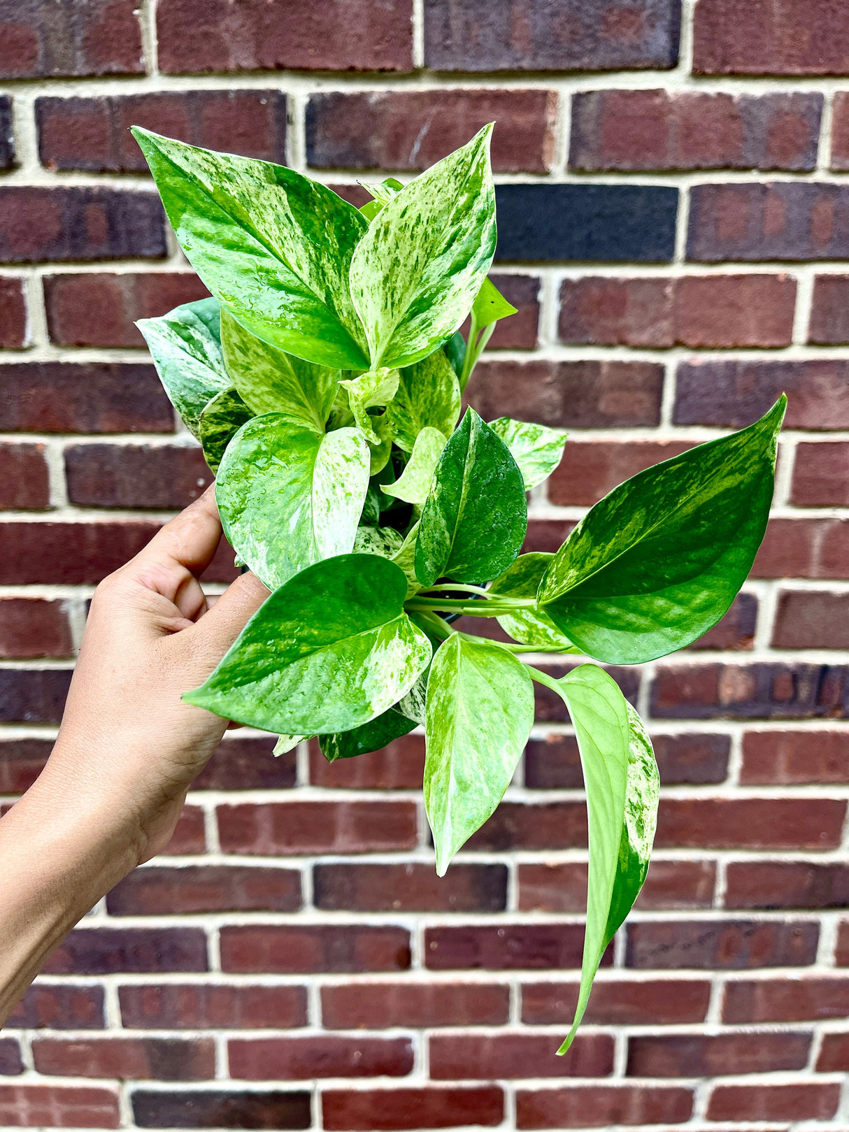 RARE Marble Pothos Cuttings - Gorgeous Variegated Indoor easy care house plant, Marble Pothos, White and Green variegation propagation plant