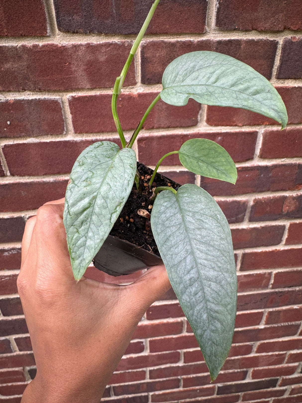 Epipremnum Pinnatum 'Cebu Blue' Pothos | Cebu Blue Plant in 2" Nursery pot | Rare Cebu Blue Epipremnum Pinnatum | Plant SAME as pictures