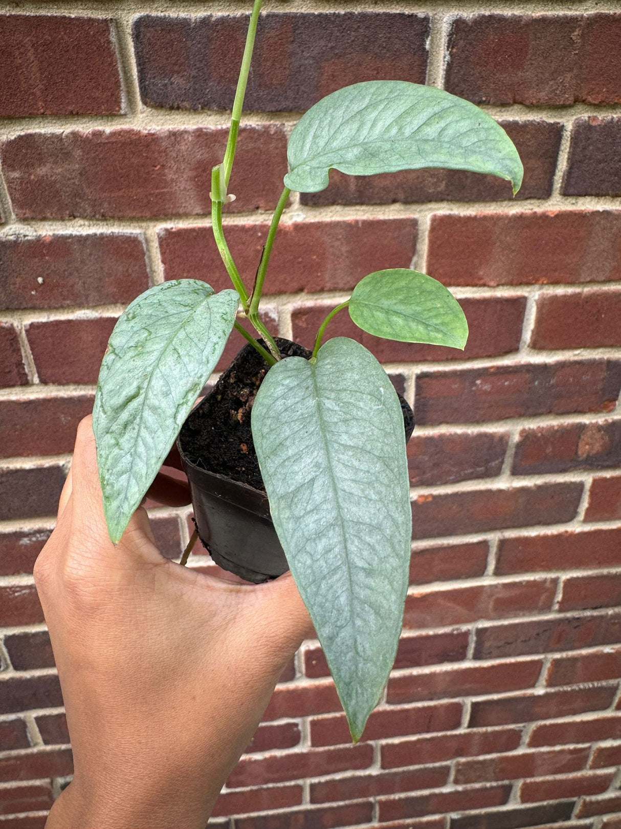 Epipremnum Pinnatum 'Cebu Blue' Pothos | Cebu Blue Plant in 2" Nursery pot | Rare Cebu Blue Epipremnum Pinnatum | Plant SAME as pictures
