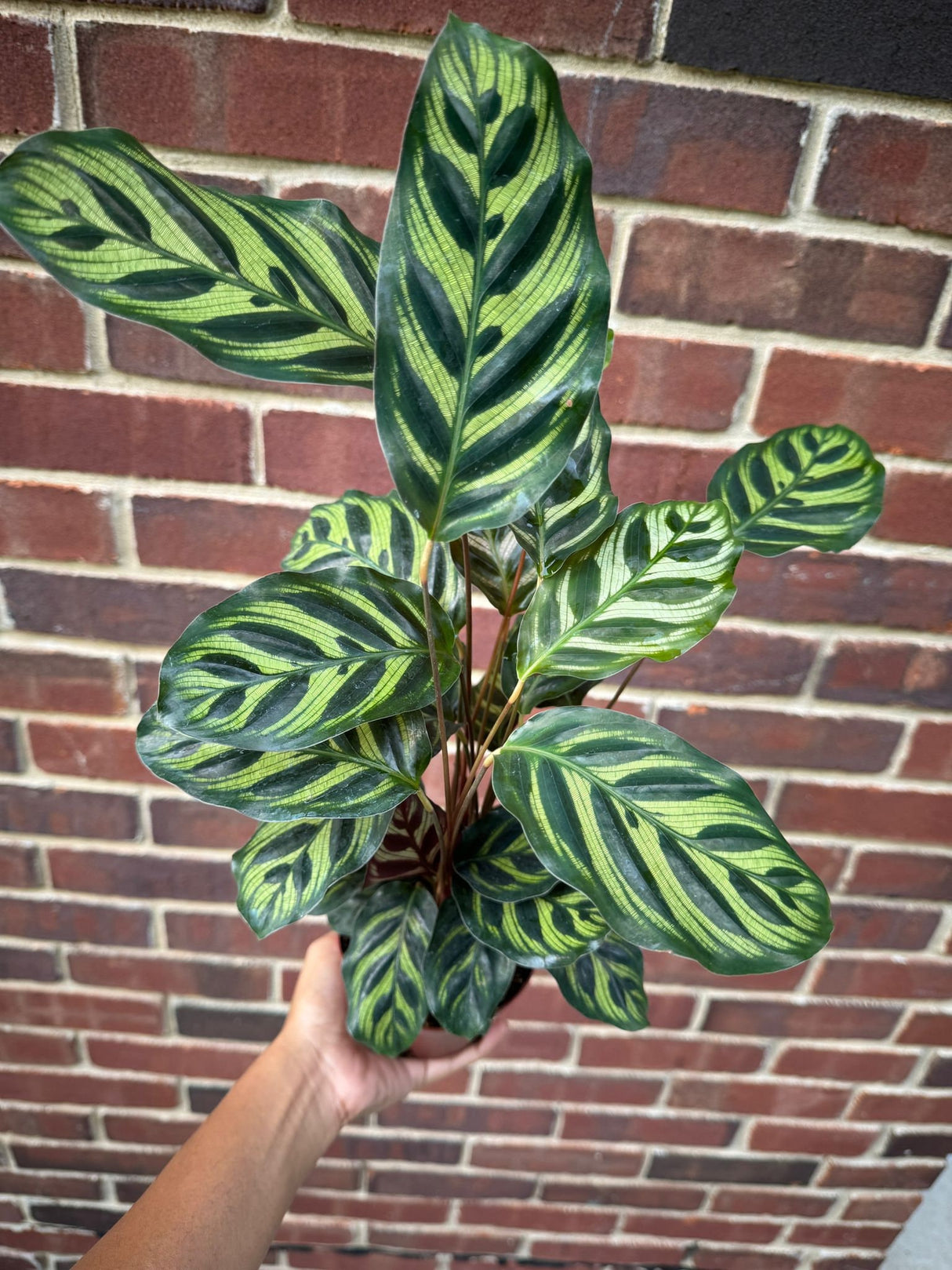 Calathea Makoyana in a 4" Nursery Pot - Tall Beautiful Peacock Calathea - Air Purifier Plant - Topical Houseplant