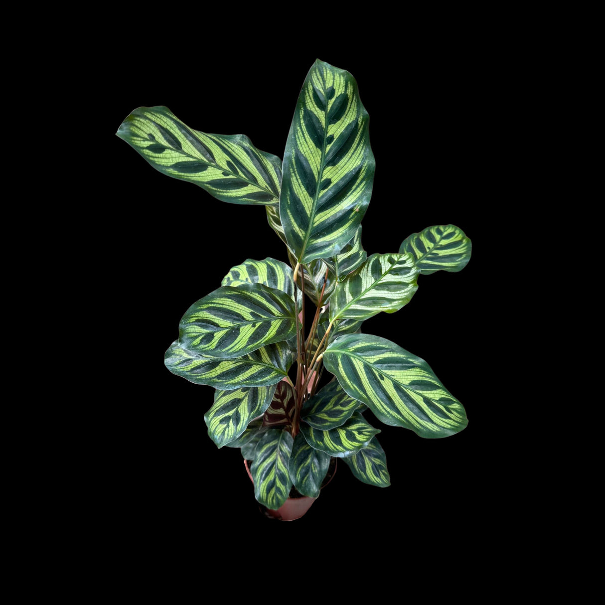 Calathea Makoyana in a 4" Nursery Pot - Tall Beautiful Peacock Calathea - Air Purifier Plant - Topical Houseplant
