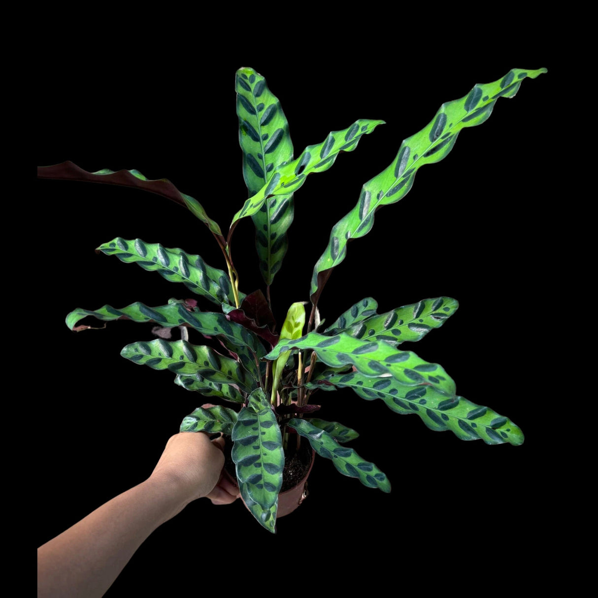 Calathea Lancifolia in 4" Nursery Pot - Tall Air purifier Rattlesnake Plant