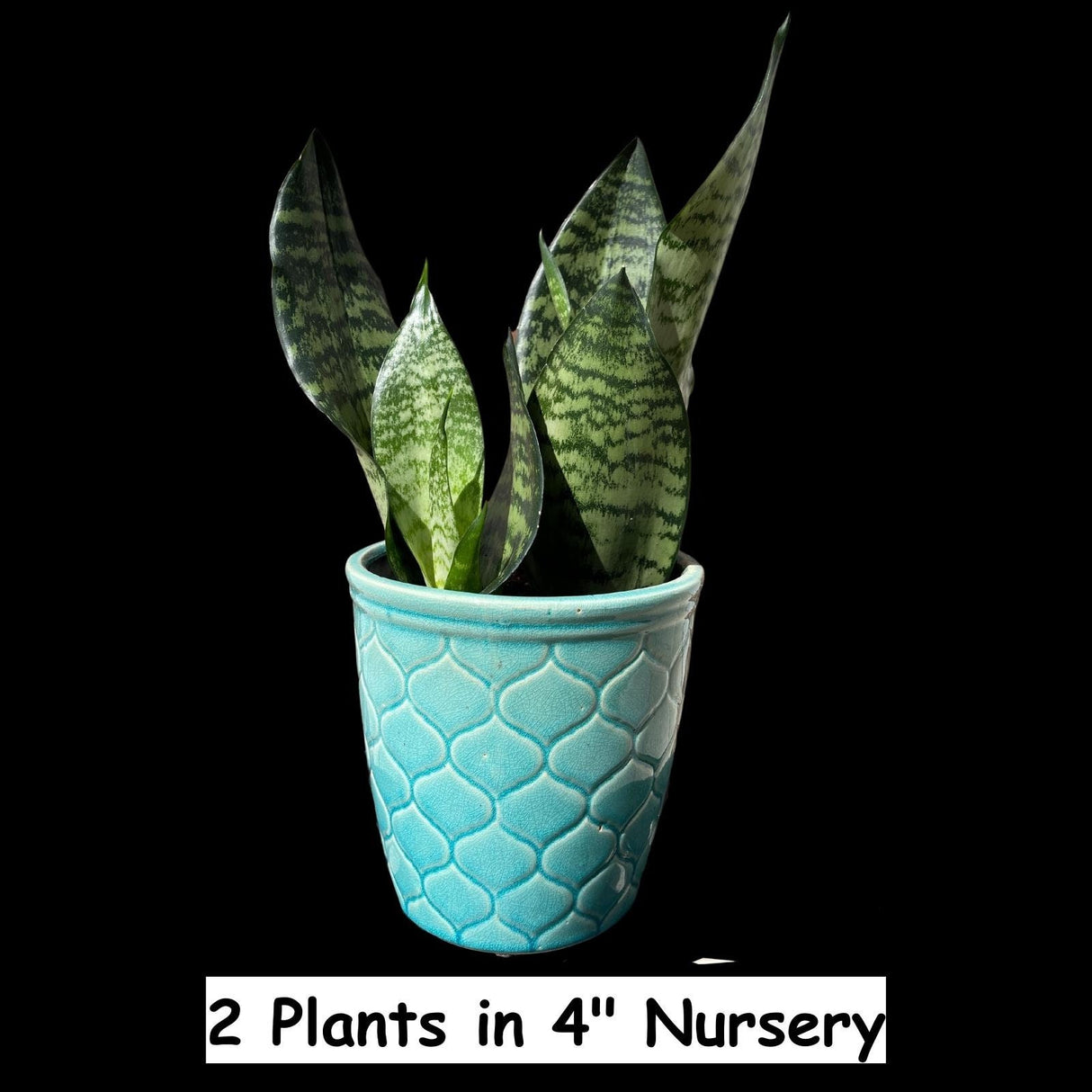 Snake Plant | Mother-In-Law's-Tongue Plant | Sansevieria Zeylanica Live plant | Sansevieria Laurentii | Plants for Pets | Air Purifier Plant