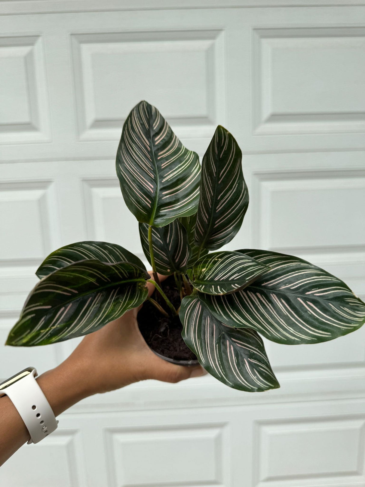 Calathea Ornata 4" Nursery pot | Pinstripe Calathea | Pinstripe Prayer Plant | Calathea Ornata Sanderiana | SAME PLANT as the images