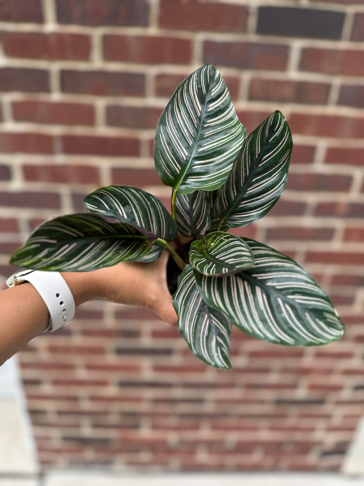 Calathea Ornata 4" Nursery pot | Pinstripe Calathea | Pinstripe Prayer Plant | Calathea Ornata Sanderiana | SAME PLANT as the images