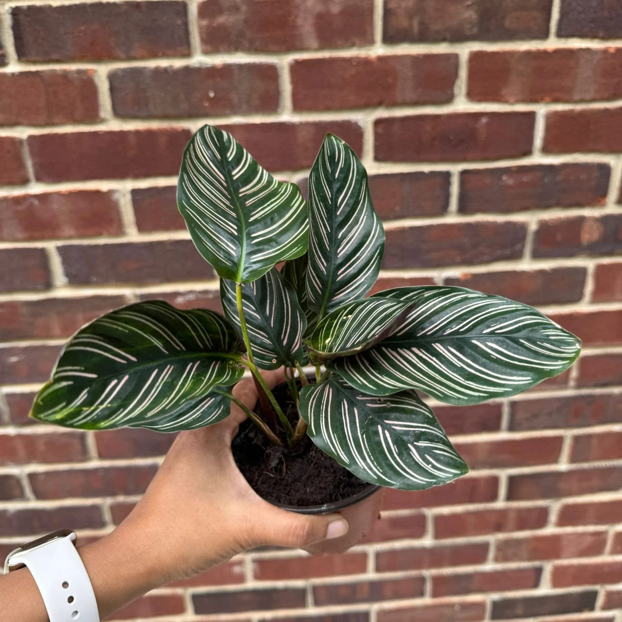 Calathea Ornata 4" Nursery pot | Pinstripe Calathea | Pinstripe Prayer Plant | Calathea Ornata Sanderiana | SAME PLANT as the images