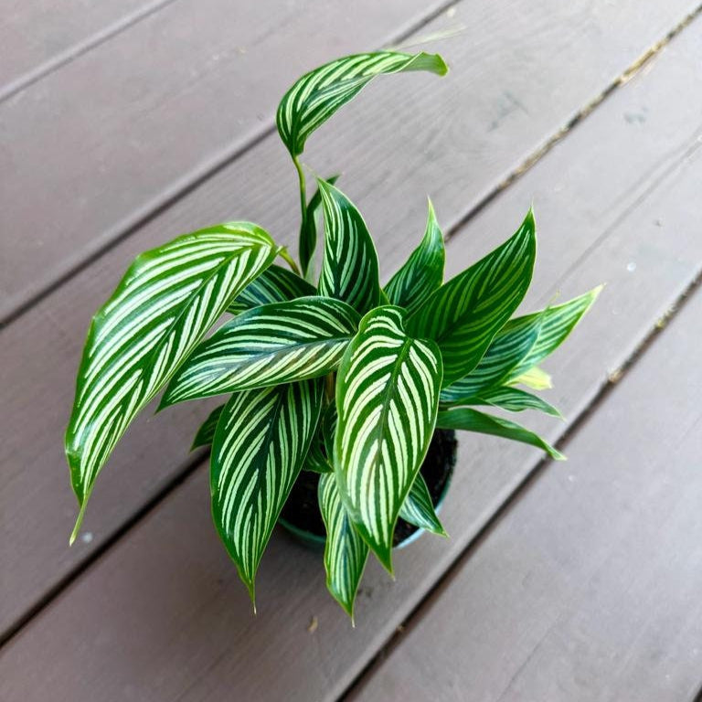 Calathea Vittata Live Plant in 4” pot | White Striped Calathea | Indoor Easy Beginner & Pet Friendly Plant | Valentine's Gift