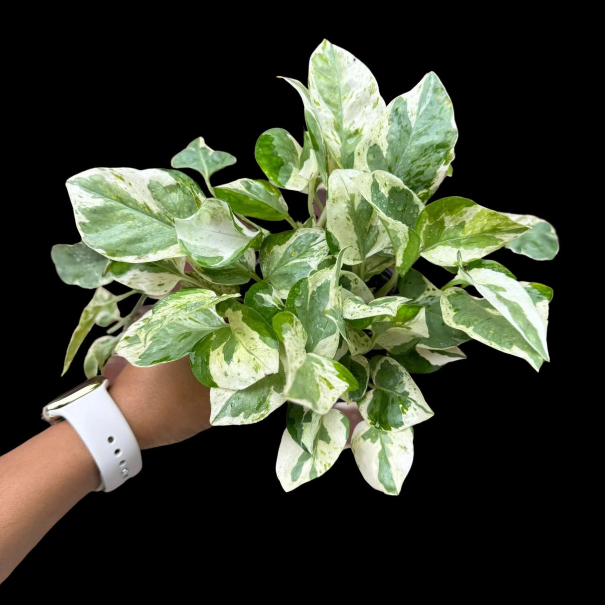 Rare N'Joy Pothos in a 4" Pot- White Variegated Indoor Vines - Low Light Houseplant - Best Office Plant - Similar PLANT as the pictures