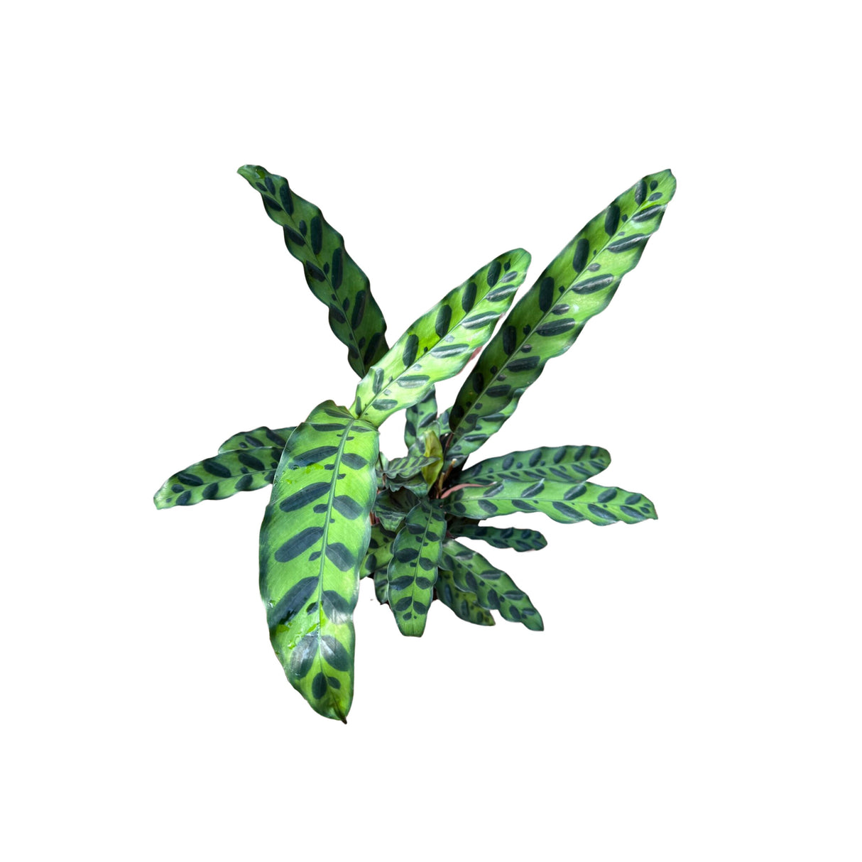 Rare Calathea Lancifolia in 4" Nursery Pot - Air purifier plant - Rare Houseplant - Rattlesnake Plant - SAME PLANT as pictures