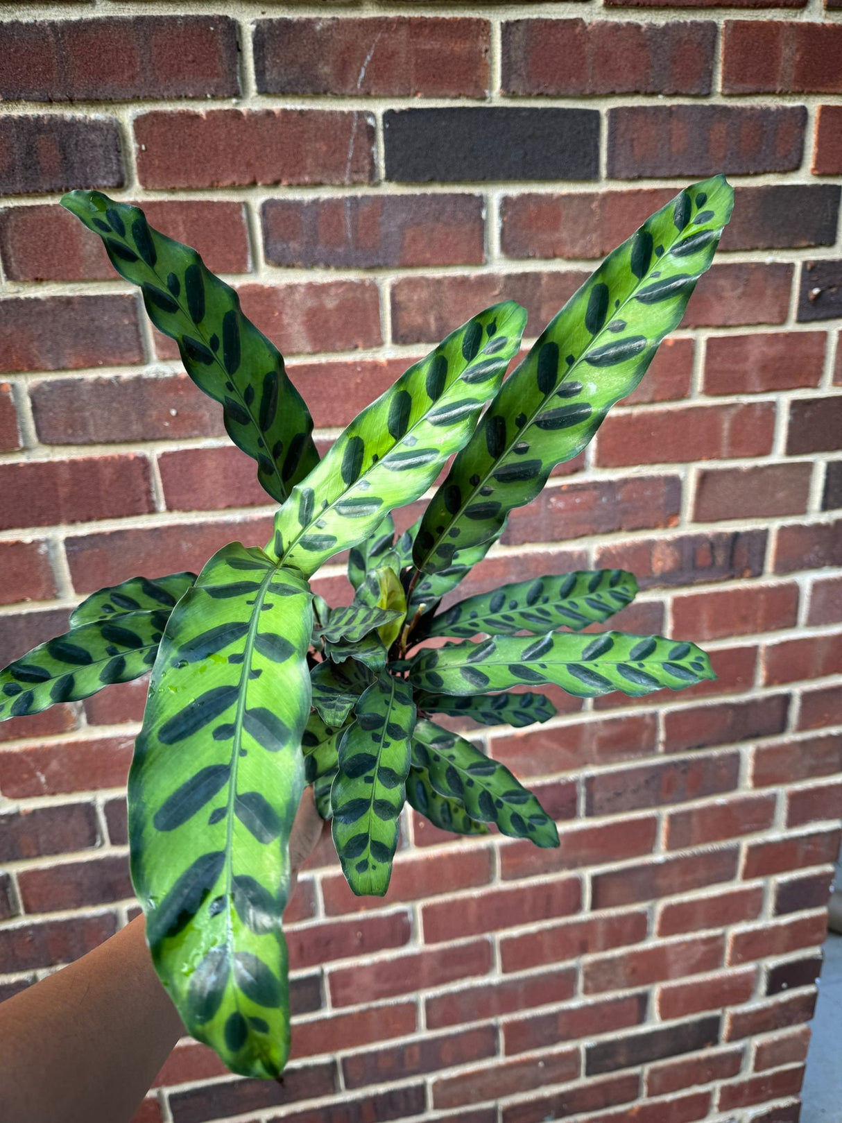 Calathea Lancifolia in 4" Nursery Pot - Tall Air purifier Rattlesnake Plant