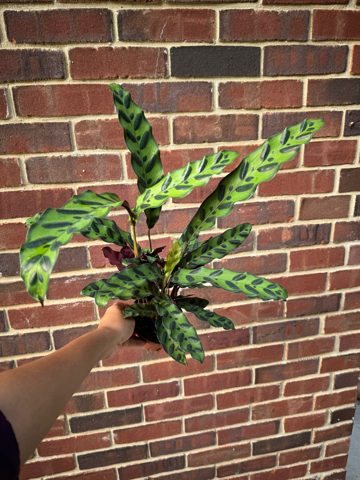 Calathea Lancifolia in 4" Nursery Pot - Tall Air purifier Rattlesnake Plant