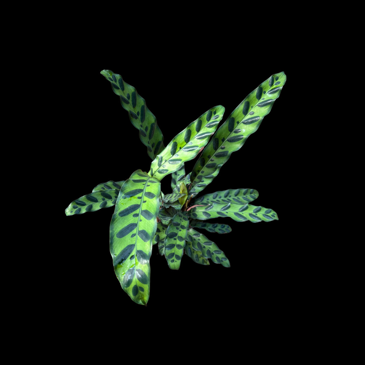 Rare Calathea Lancifolia in 4" Nursery Pot - Air purifier plant - Rare Houseplant - Rattlesnake Plant - SAME PLANT as pictures