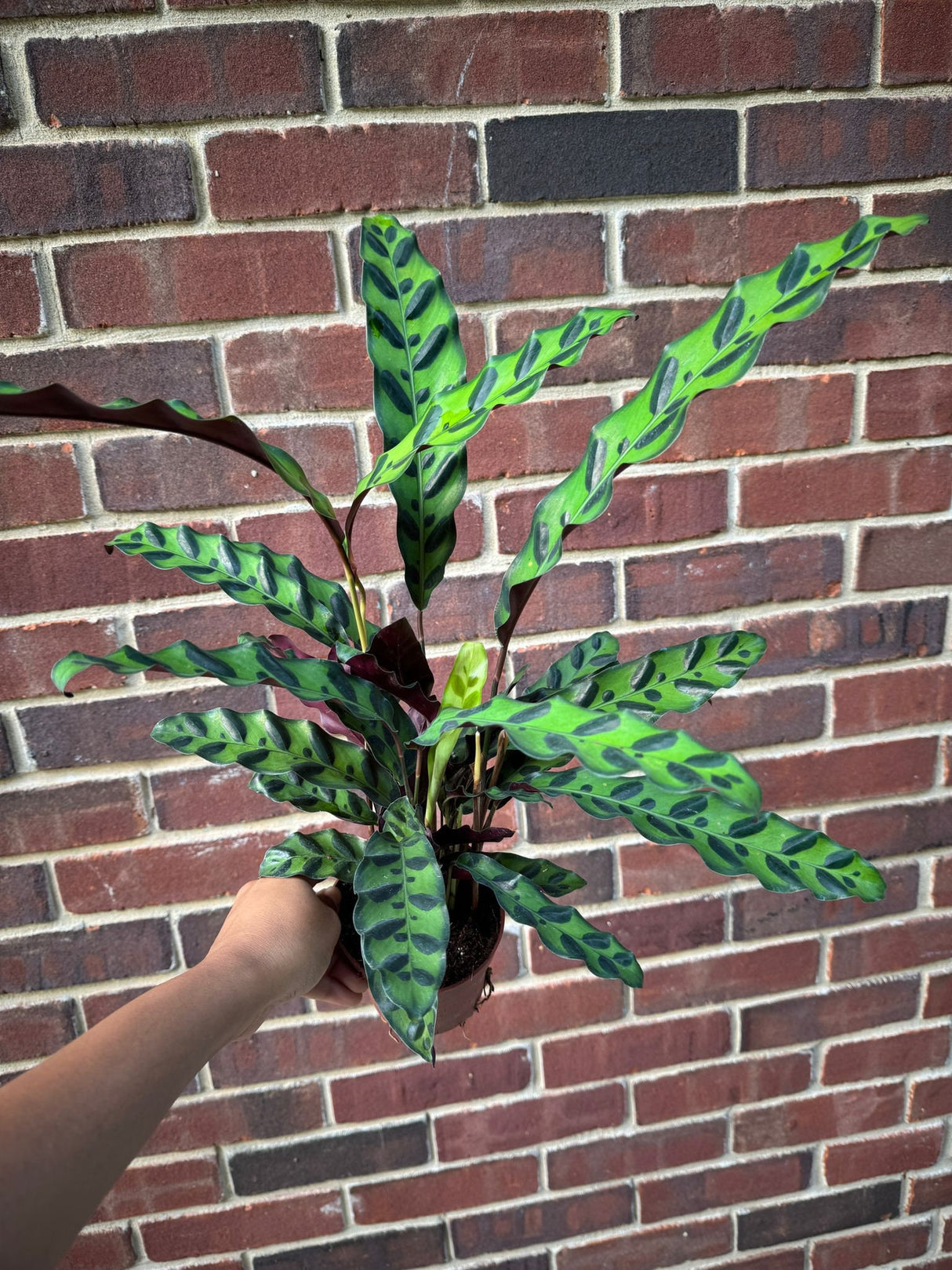 Calathea Lancifolia in 4" Nursery Pot - Tall Air purifier Rattlesnake Plant