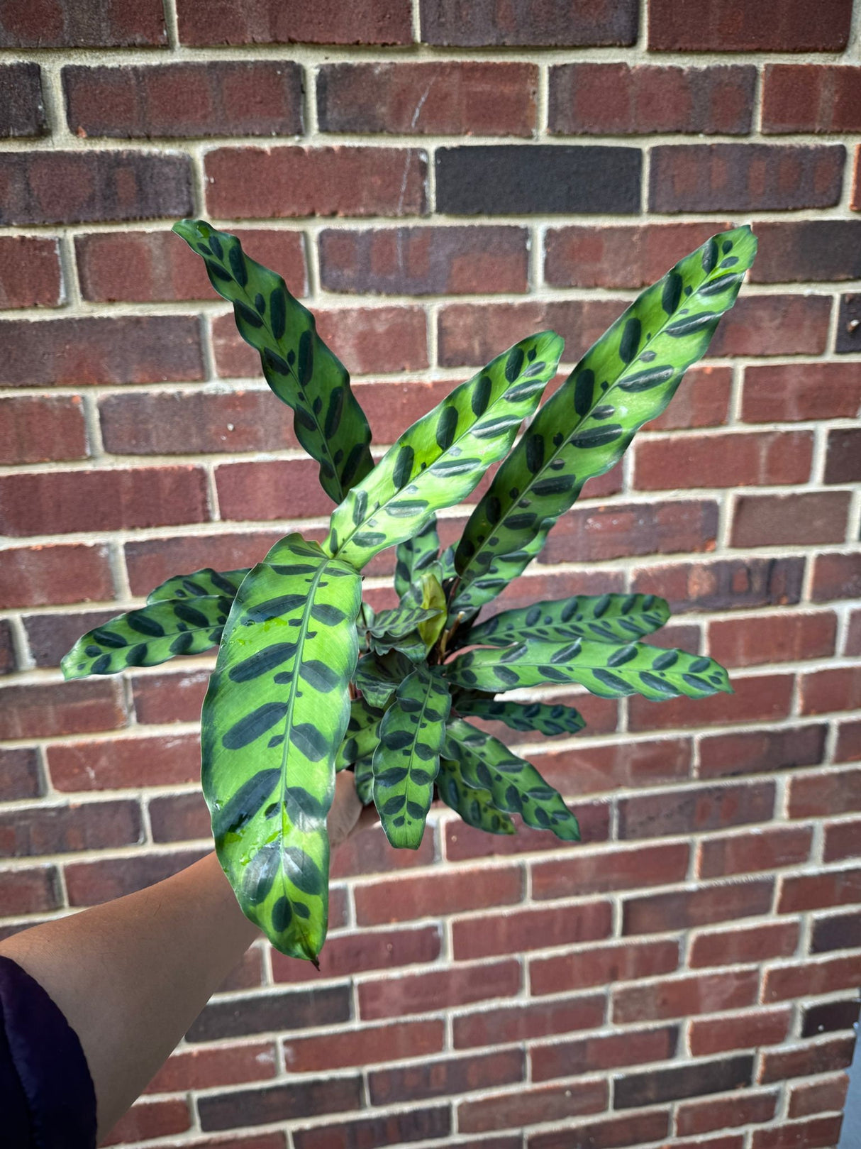 Calathea Lancifolia in 4" Nursery Pot - Tall Air purifier Rattlesnake Plant