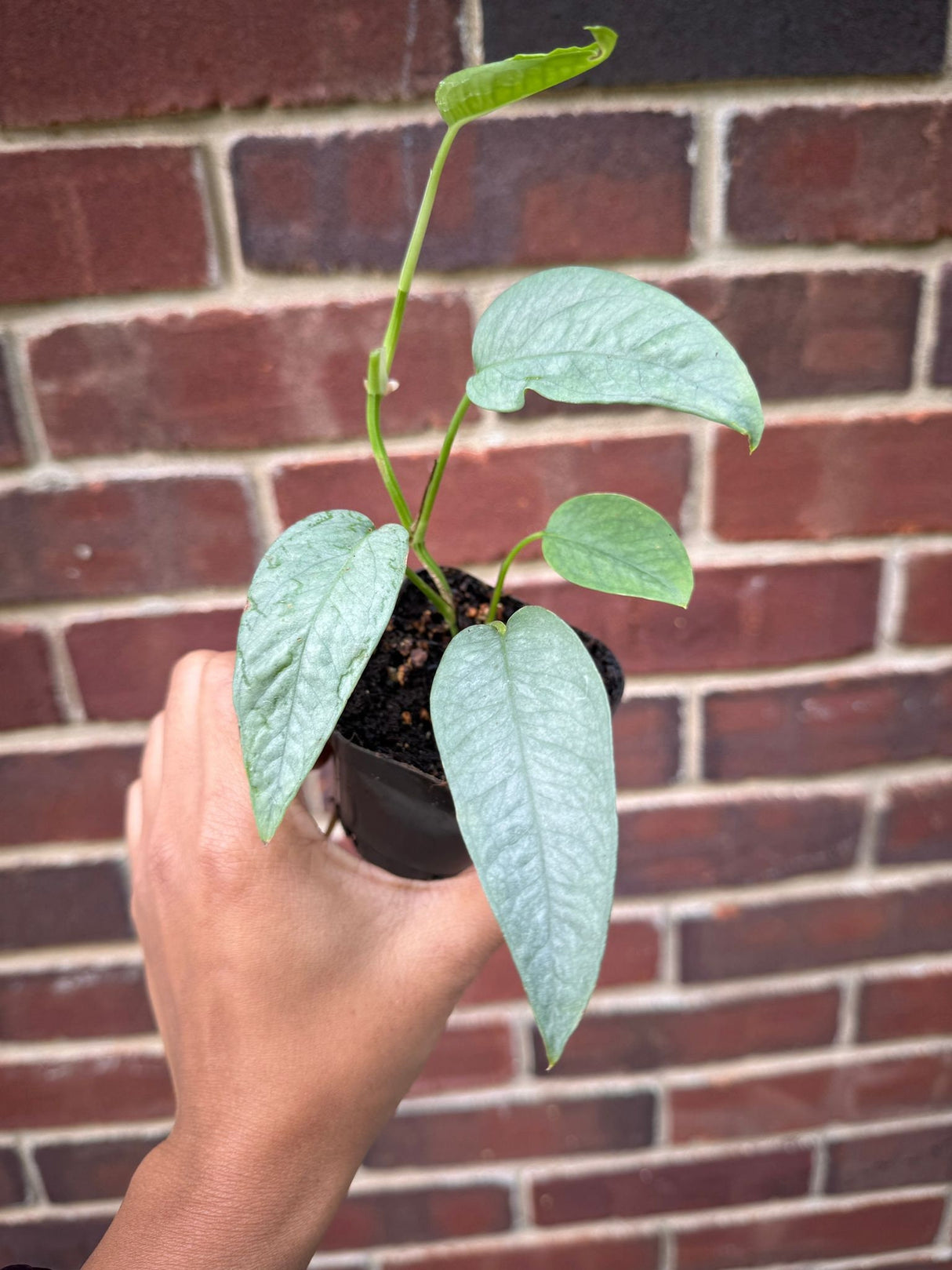 Epipremnum Pinnatum 'Cebu Blue' Pothos | Cebu Blue Plant in 2" Nursery pot | Rare Cebu Blue Epipremnum Pinnatum | Plant SAME as pictures