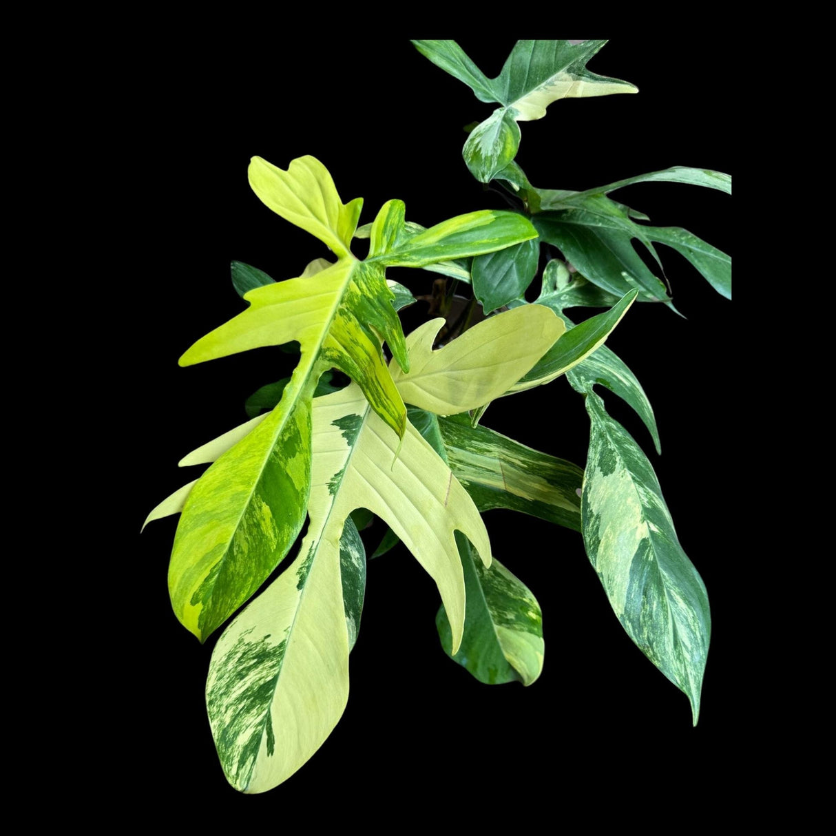 Variegated Philodendron Florida Beauty Cutting - Rare Collector Indoor Plant