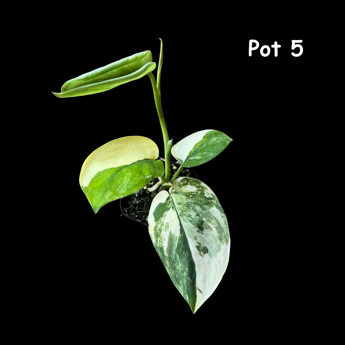 Scindapsus Jade Satin Variegated | Variegated Scindapsus Potted Plant - US Seller