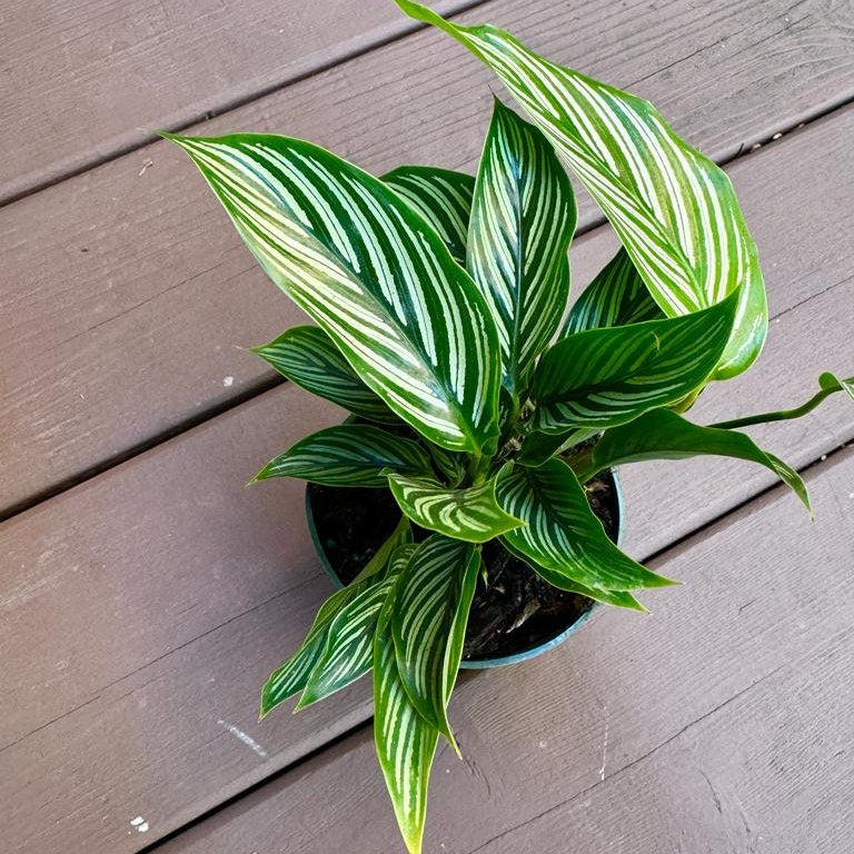 Calathea Vittata Live Plant in 4” pot | White Striped Calathea | Indoor Easy Beginner & Pet Friendly Plant | Valentine's Gift