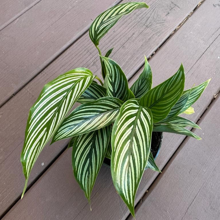 Calathea Vittata Live Plant in 4” pot | White Striped Calathea | Indoor Easy Beginner & Pet Friendly Plant | Valentine's Gift