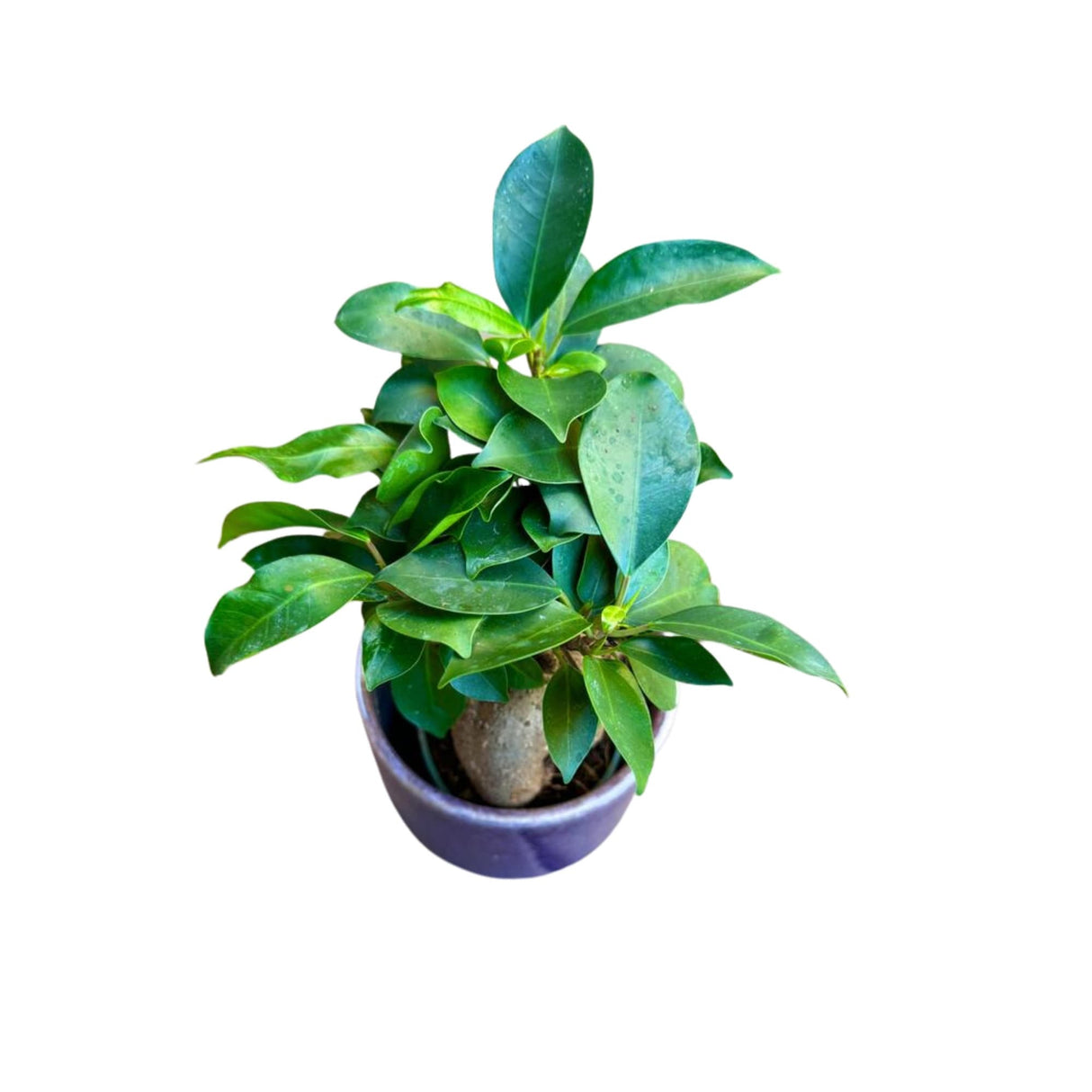 Ficus Ginseng Bonsai plant, gift-Plant, office plant, low light plant, lucky plant, bonsai tree in 4" nursery