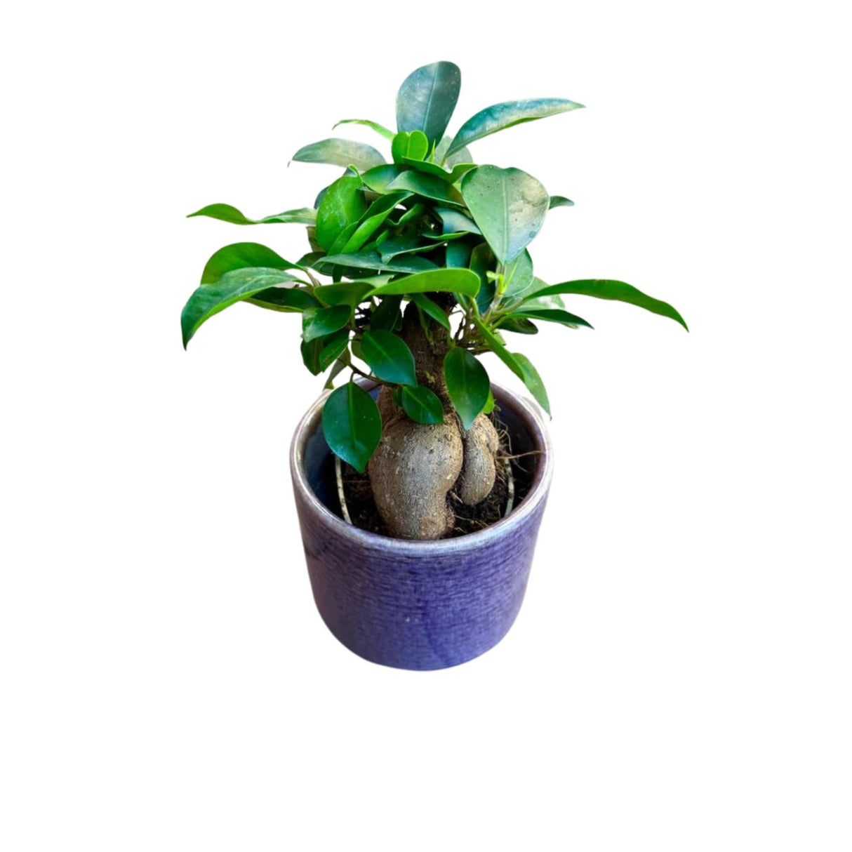 Ficus Ginseng Bonsai plant, gift-Plant, office plant, low light plant, lucky plant, bonsai tree in 4" nursery