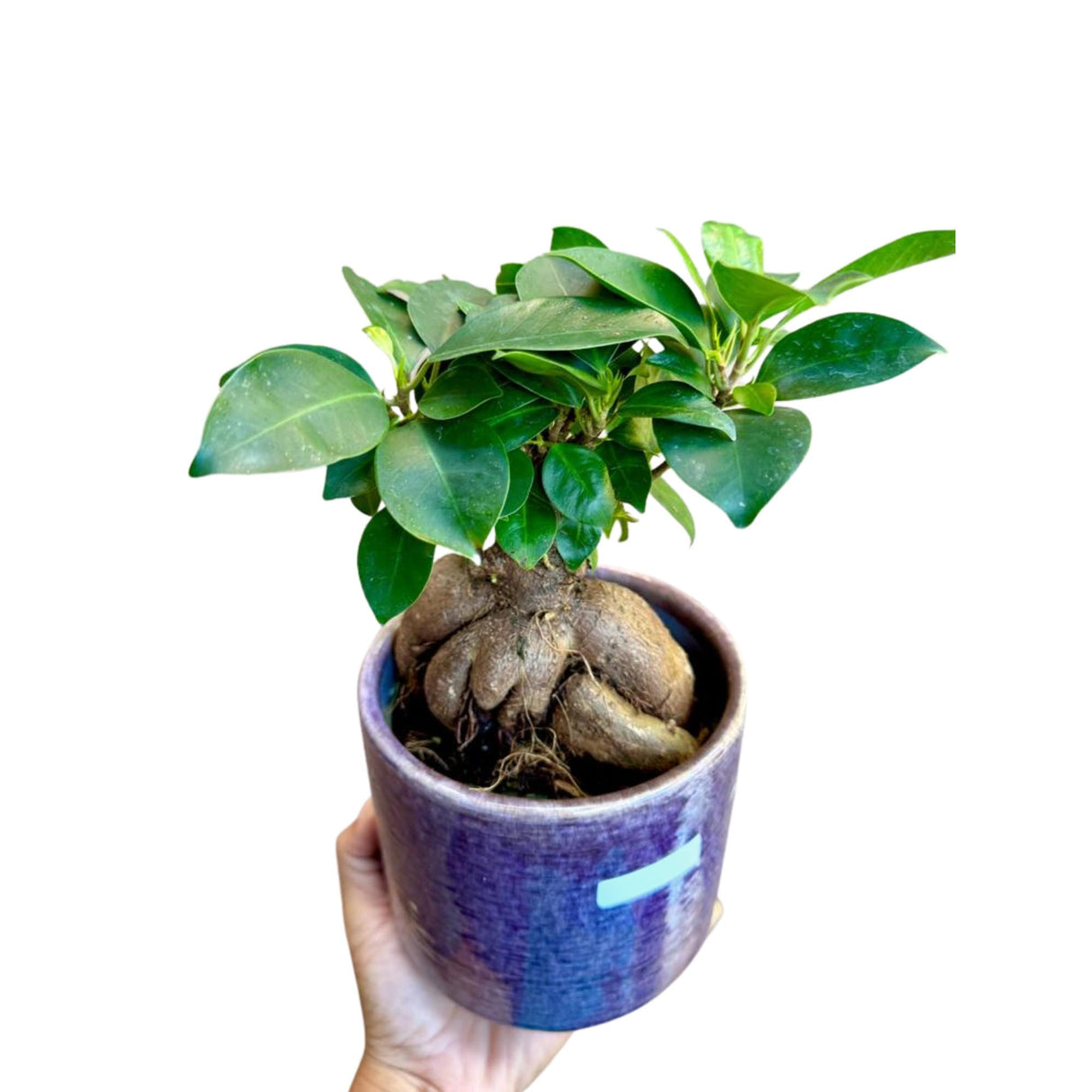 Ficus Ginseng Bonsai plant, gift-Plant, office plant, low light plant, lucky plant, bonsai tree in 4" nursery
