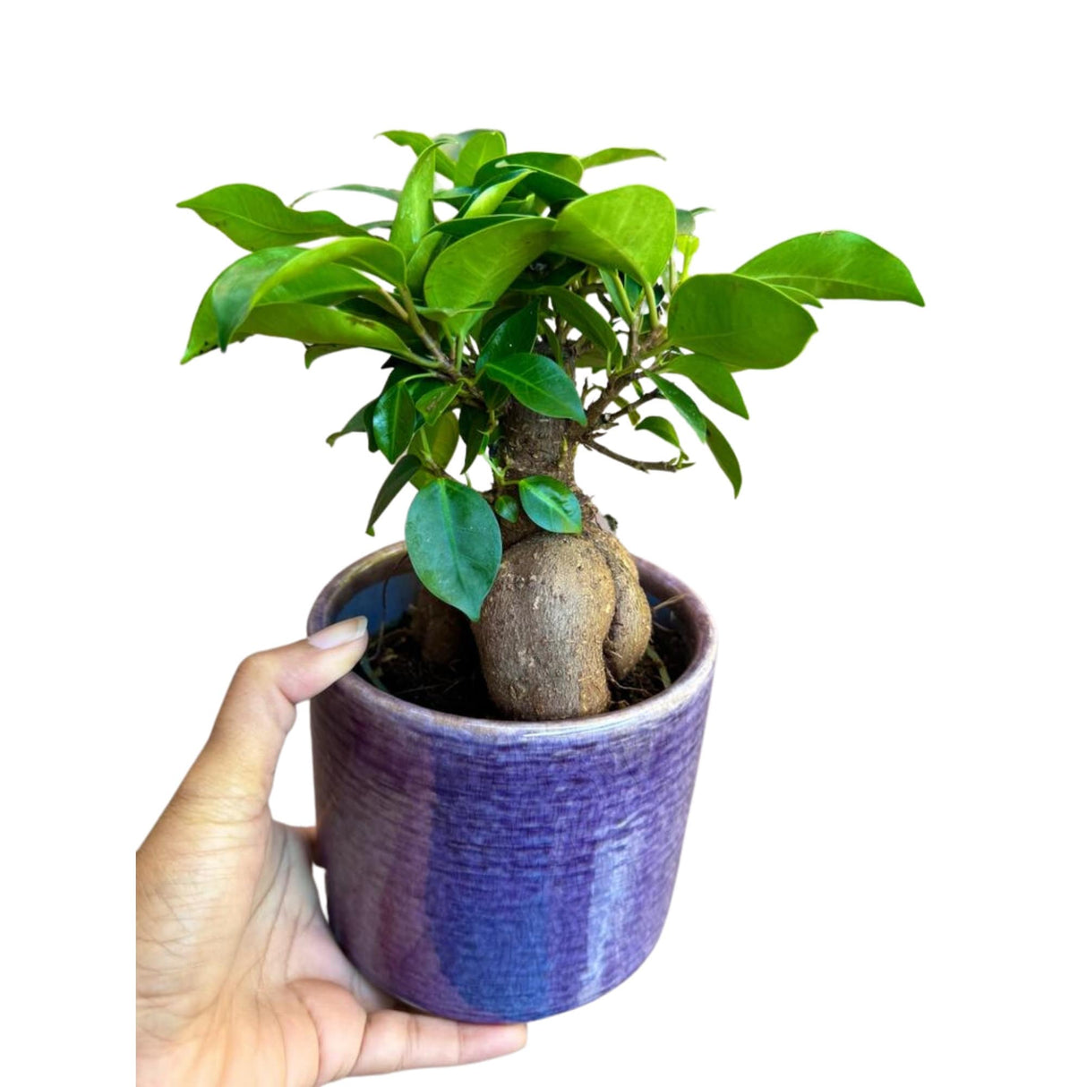 Ficus Ginseng Bonsai plant, gift-Plant, office plant, low light plant, lucky plant, bonsai tree in 4" nursery