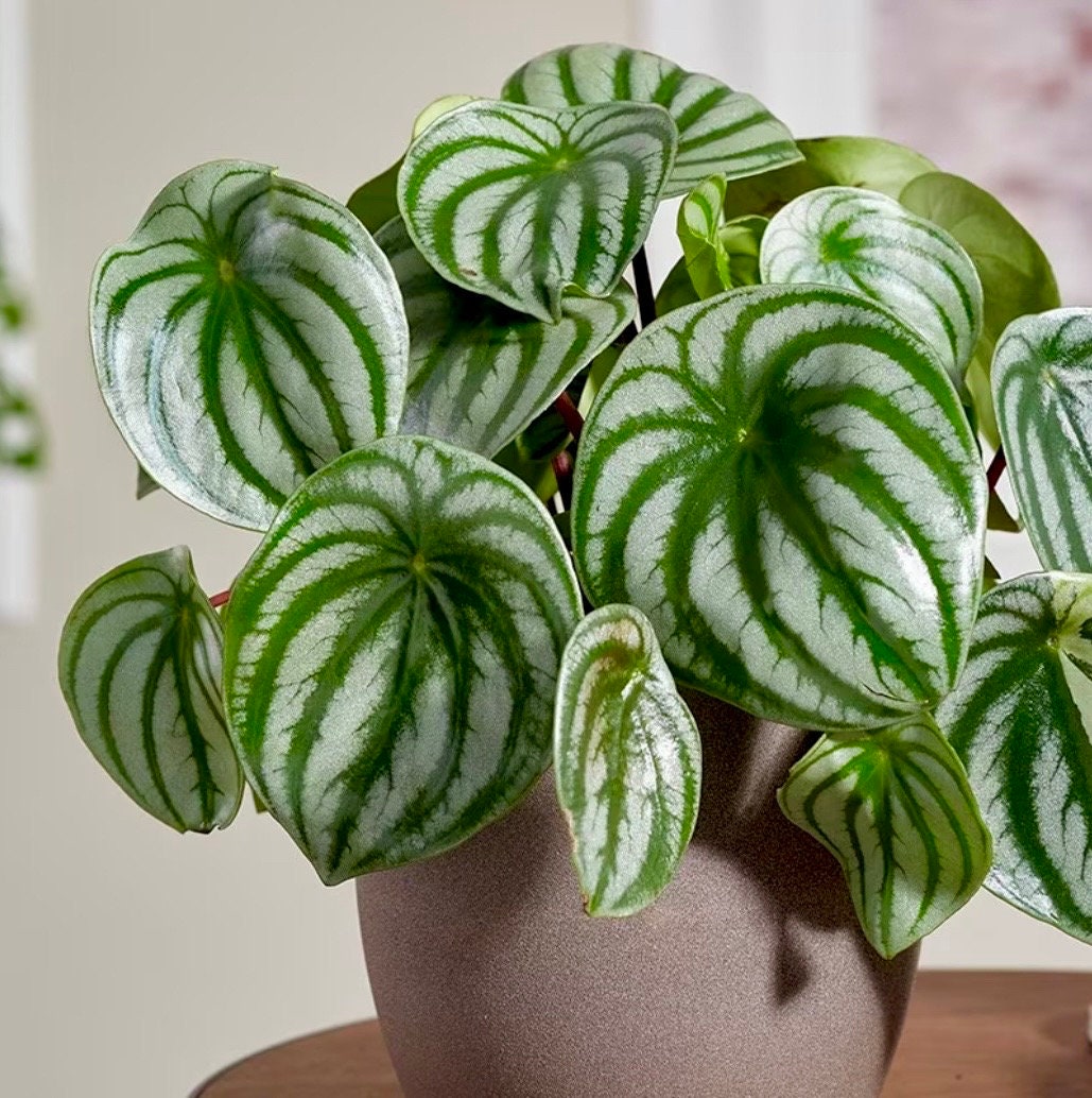 Watermelon Peperomia starter plant In a Grow Pot - Large Watermelon-Striped Peperomia - Indoor Succulent Plant - Easy Care Houseplant