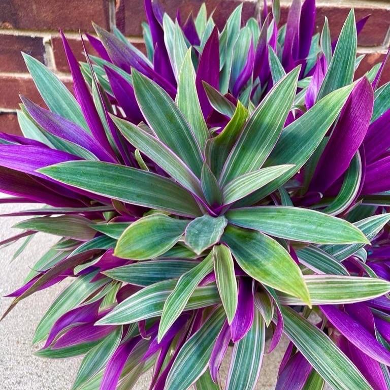 Rare Tradescantia - Rare Purple Variegated Wandering Jew - Mosses in the Cradle - Beautiful Easy Care Indoor Plant - Rare Plant