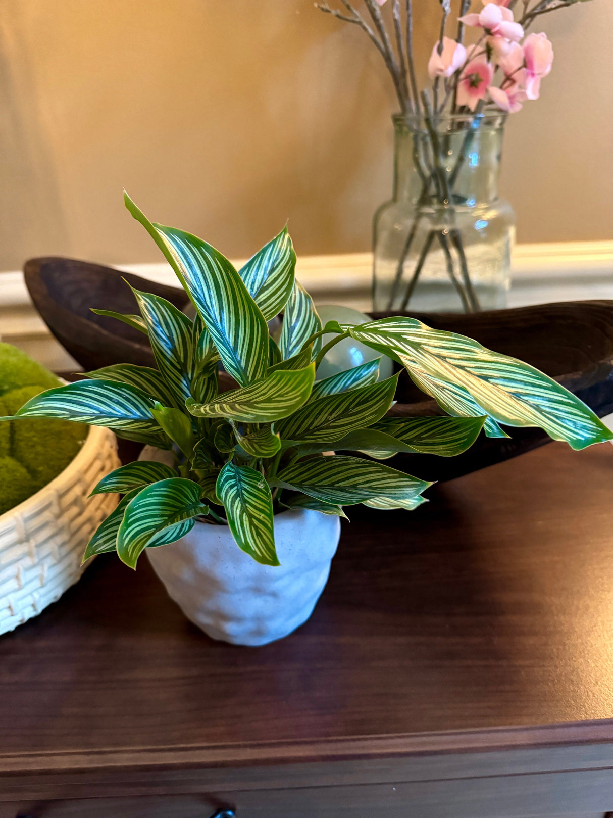 Calathea Vittata in 3” Nursery pot | White Striped Calathea | Striped Leaf Calathea | Brushstroke Calathea- US Seller
