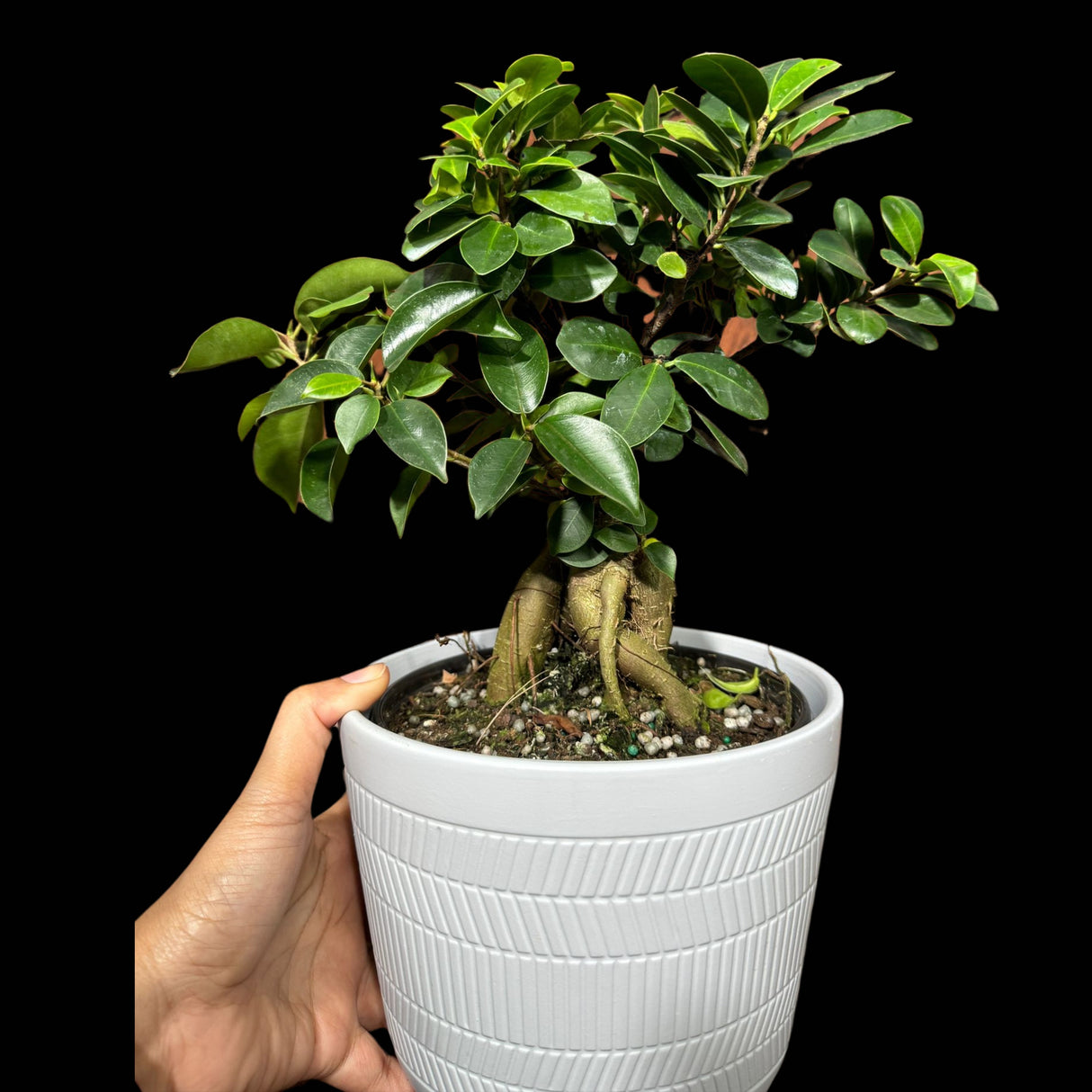 Ficus Ginseng Bonsai Indoor Plant - Houseplant Gift Plant - Office Plant - Low light Low Maintenance plant Large - Bonsai Ficus Tree v2