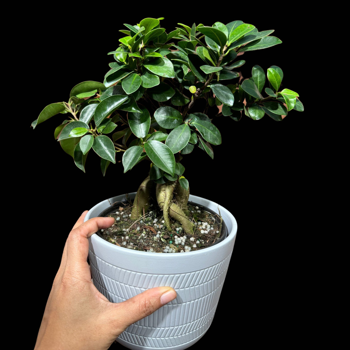 Ficus Ginseng Bonsai Indoor Plant - Houseplant Gift Plant - Office Plant - Low light Low Maintenance plant Large - Bonsai Ficus Tree v2