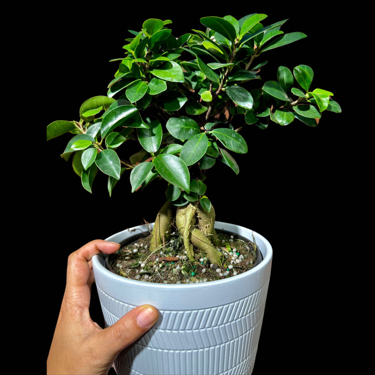 Ficus Ginseng Bonsai Indoor Plant - Houseplant Gift Plant - Office Plant - Low light Low Maintenance plant Large - Bonsai Ficus Tree v2