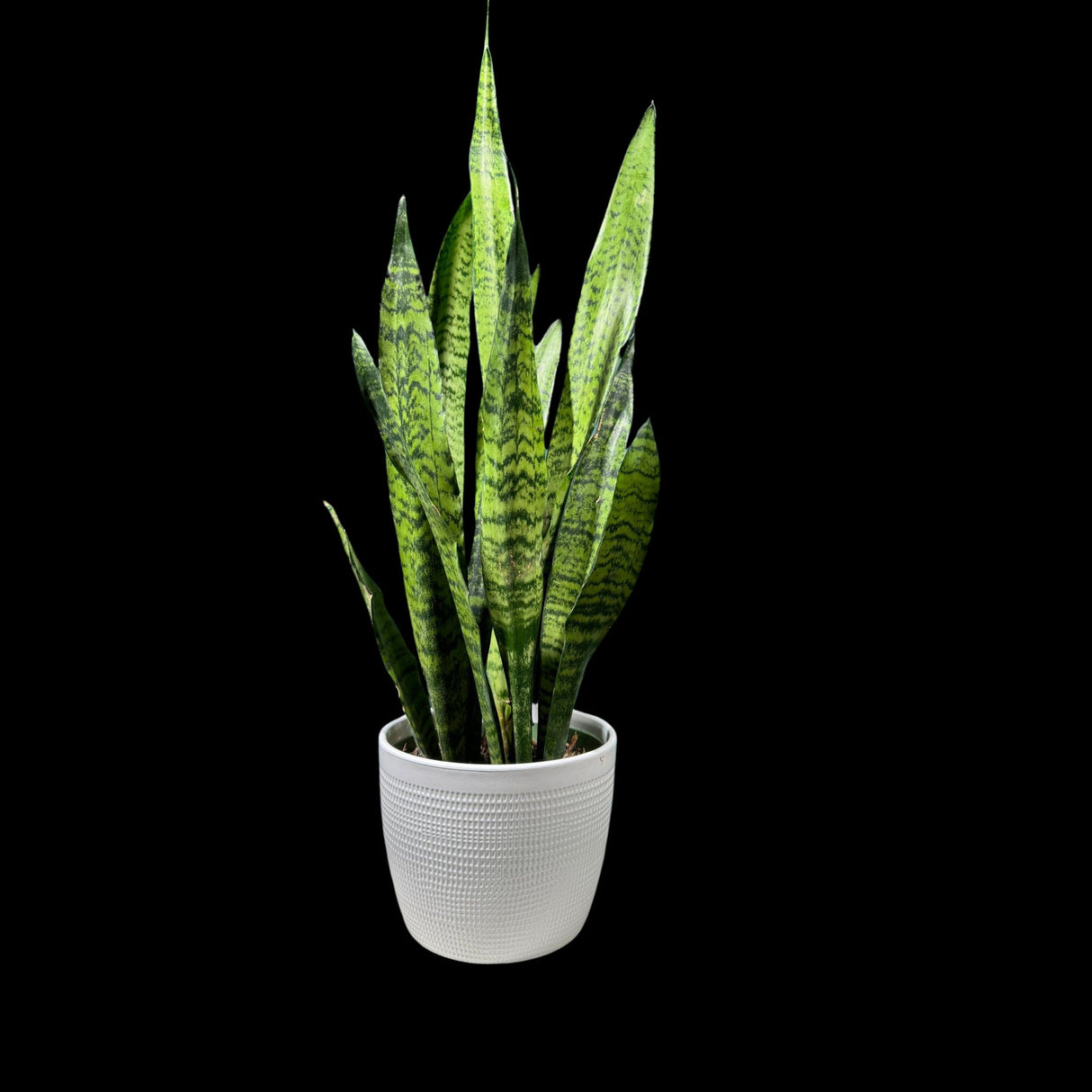 Sansevieria Zeylanica Snake Plant in 6" Pot | Live Indoor Plants | SAME PLANT| Green Snake Plant | Low light Houseplant | Pet Friendly