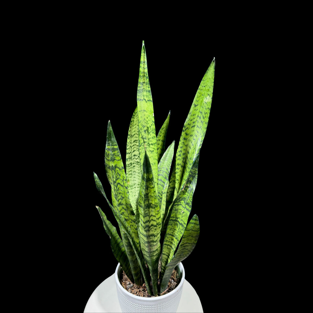 Sansevieria Zeylanica Snake Plant in 6" Pot | Live Indoor Plants | SAME PLANT| Green Snake Plant | Low light Houseplant | Pet Friendly