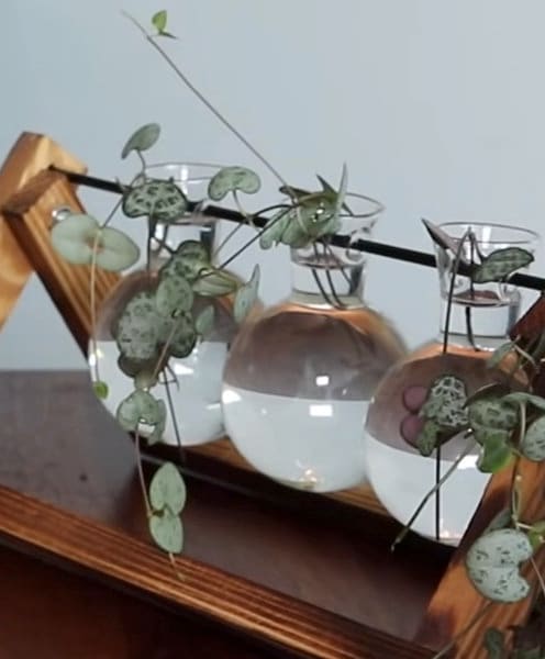 String of Heart Unrooted Cuttings - Beautiful Indoor Succulent with Heart-Shaped Leaves - Low Light Succulent Vining Plant - Plant of Love