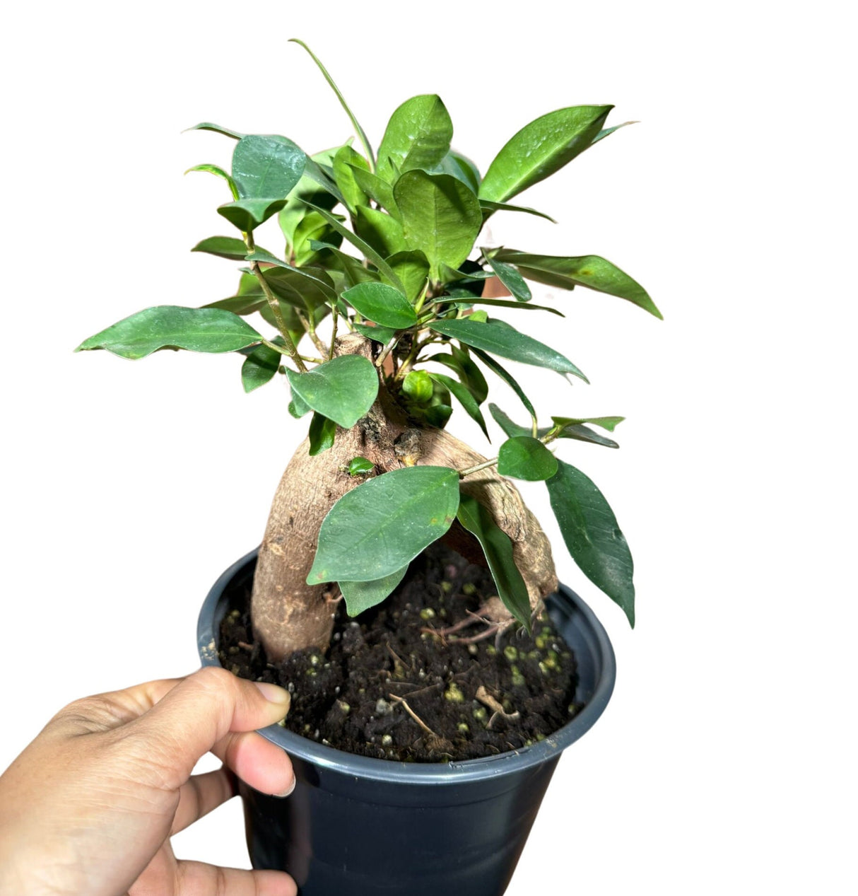 Ficus 'Ginseng' in 6" Nursery Pot - Bonsai plant - Gift-Plant - Office Plant - Low Light Plant