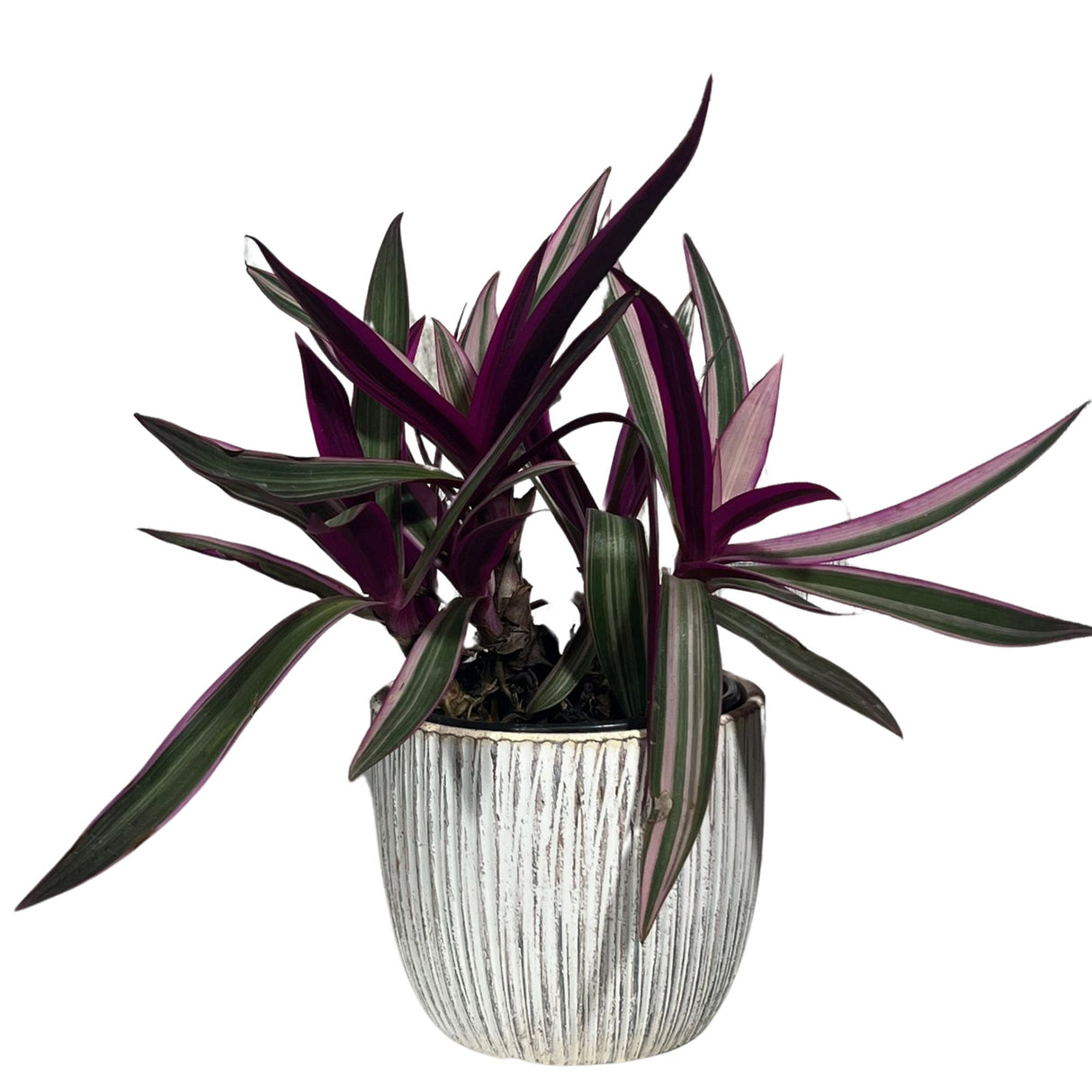 Rare Tradescantia 4 Inch Full - Rhoeo Tricolor - Rare purple variegated wandering Jew - Mosses in the cradle - Oyster plant